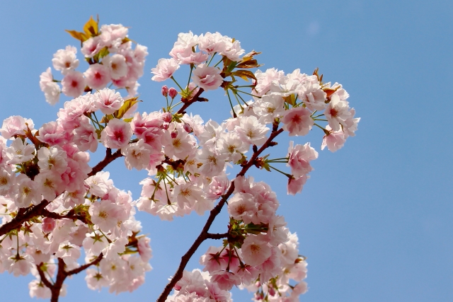 八重桜と青空